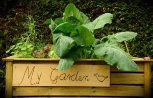 garden-1427541_1920